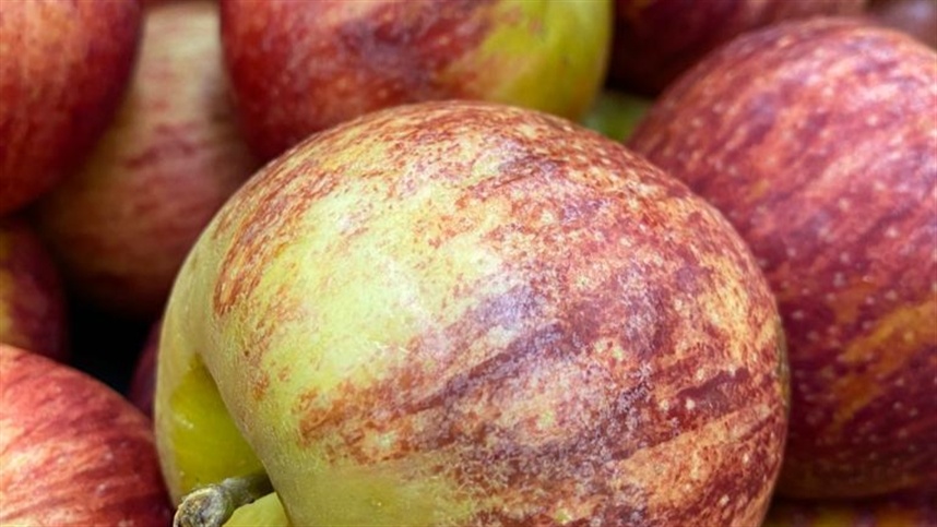 precos da maca fuji comecam a se estabilizar 1