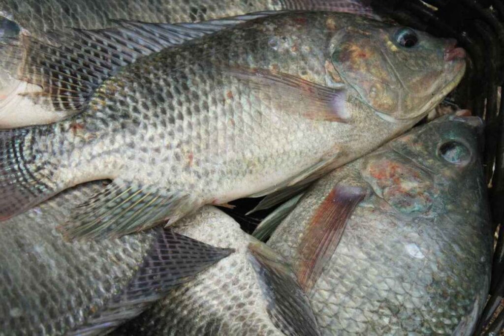 precos da tilapia recuam em diversas regioes uma oportunidade de repensar as negociacoes
