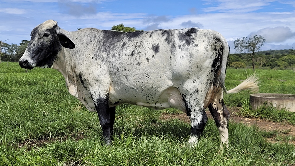 premix na midia revista ag publica artigo de elissa vizzotto 1