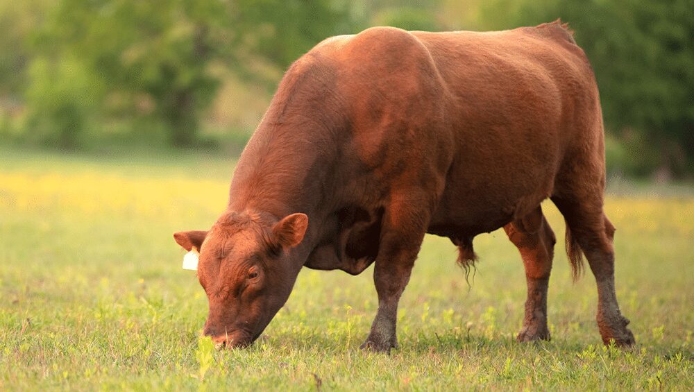 producao de corte de altissimo rendimento