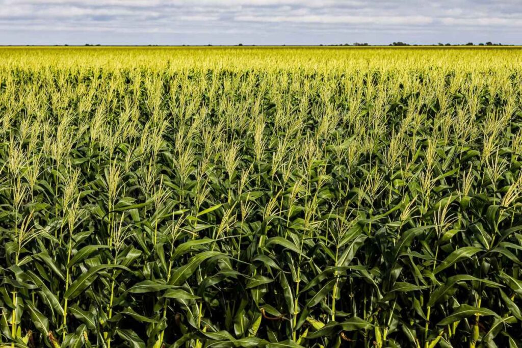 producao de graos sera recorde confira 1