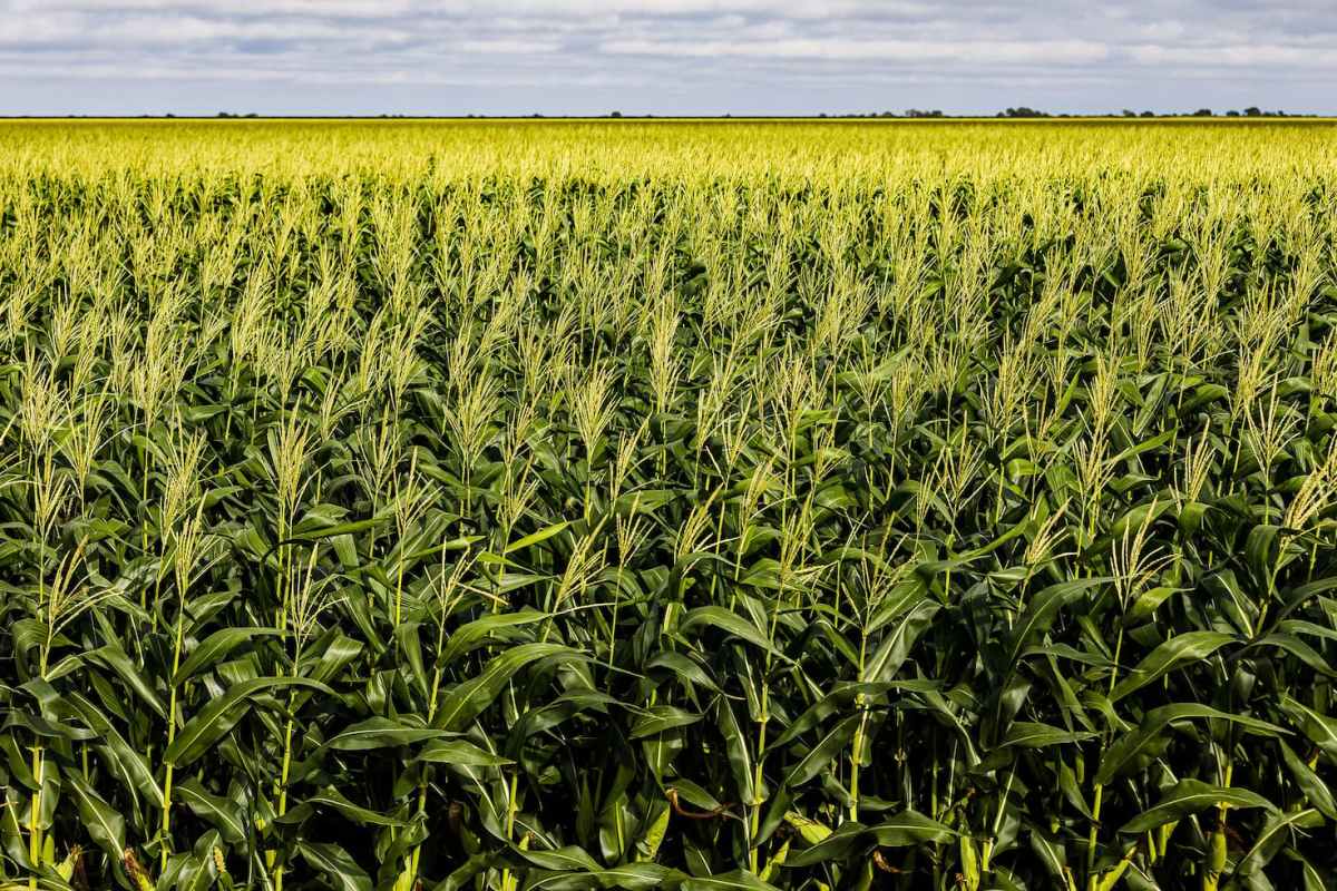 producao de graos sera recorde confira 1