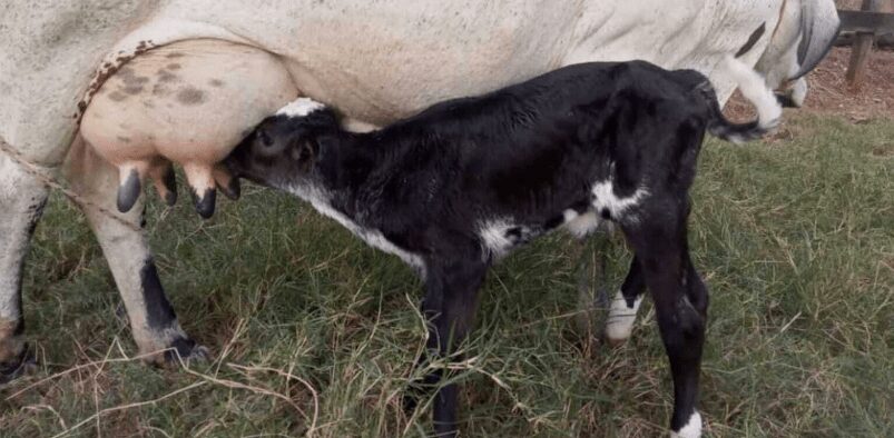 produtores comemoram nascimento de bezerras do projeto de inseminacoes da cadeia de pecuaria de leite