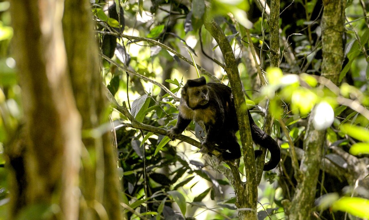 programa mata atlantica abre inscricoes para projetos cada um vai receber r 40 mil