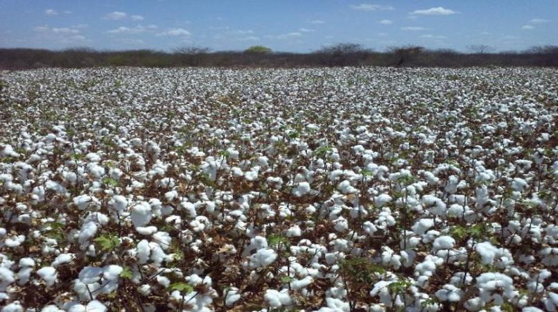 publicado zoneamento agricola da cultura do algodao herbaceo 1