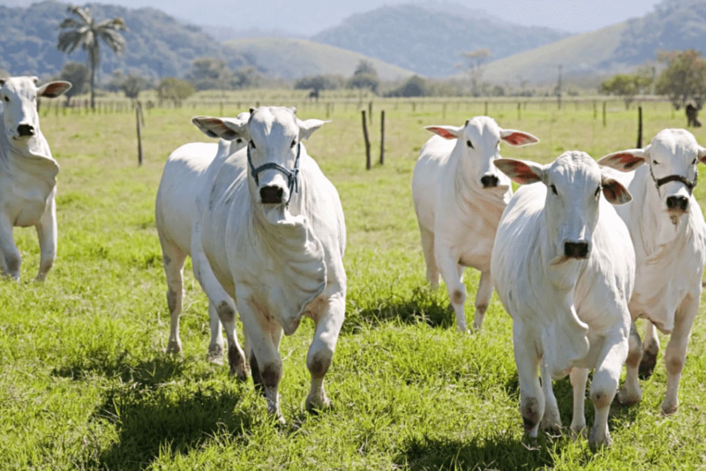 Quais são as cinco dicas para uma transição perfeita entre tempo seco e chuvas segundo o Portal DBO?