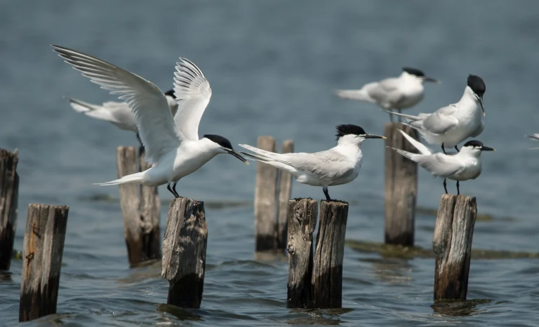 quantos casos de gripe aviaria o brasil atingiu e quais sao as novas ocorrencias em sao paulo e santa catarina 2