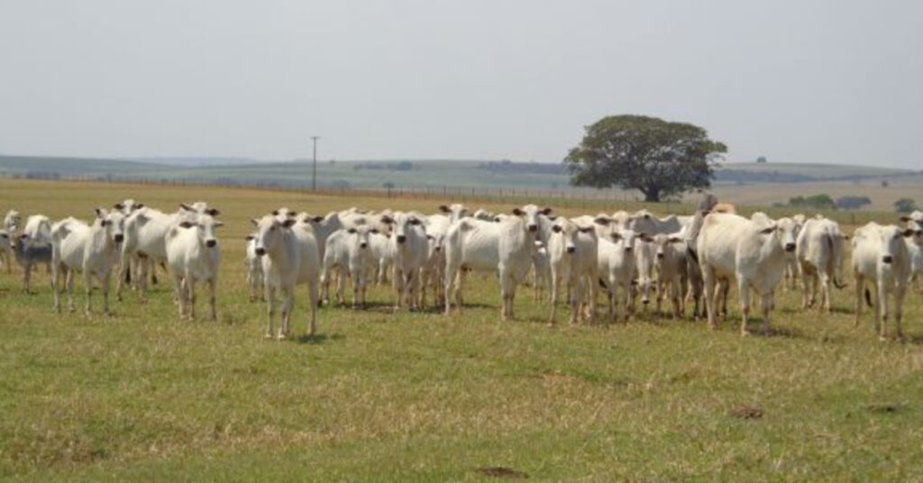 reuniao destaca acoes para o rj alcancar o status de livre da febre aftosa sem vacinacao portal dbo
