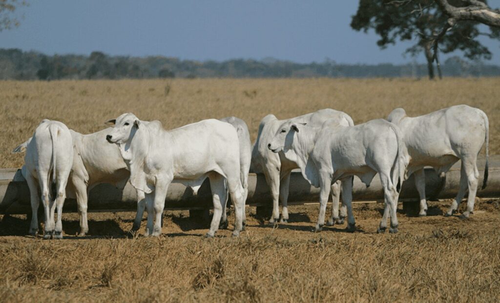 Saiba qual a melhor estratégia de suplementação para gado na seca 2 saiba qual a melhor estrategia de suplementacao para gado na seca