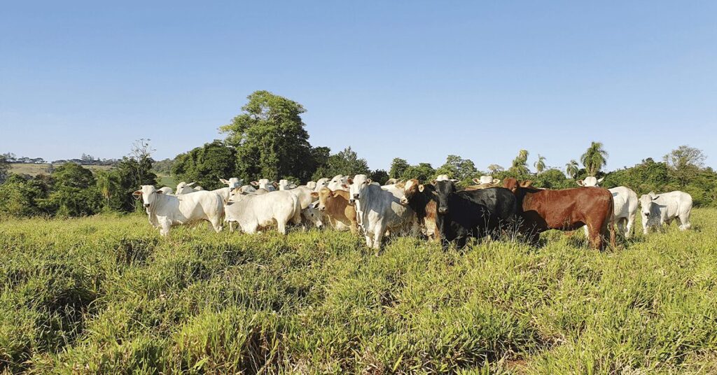 sem encontrar o piso arroba recua novamente em importantes pracas brasileiras portal dbo