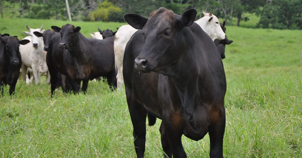 sistema baseado em pastagens de alta performance aumenta producao pecuaria portal dbo