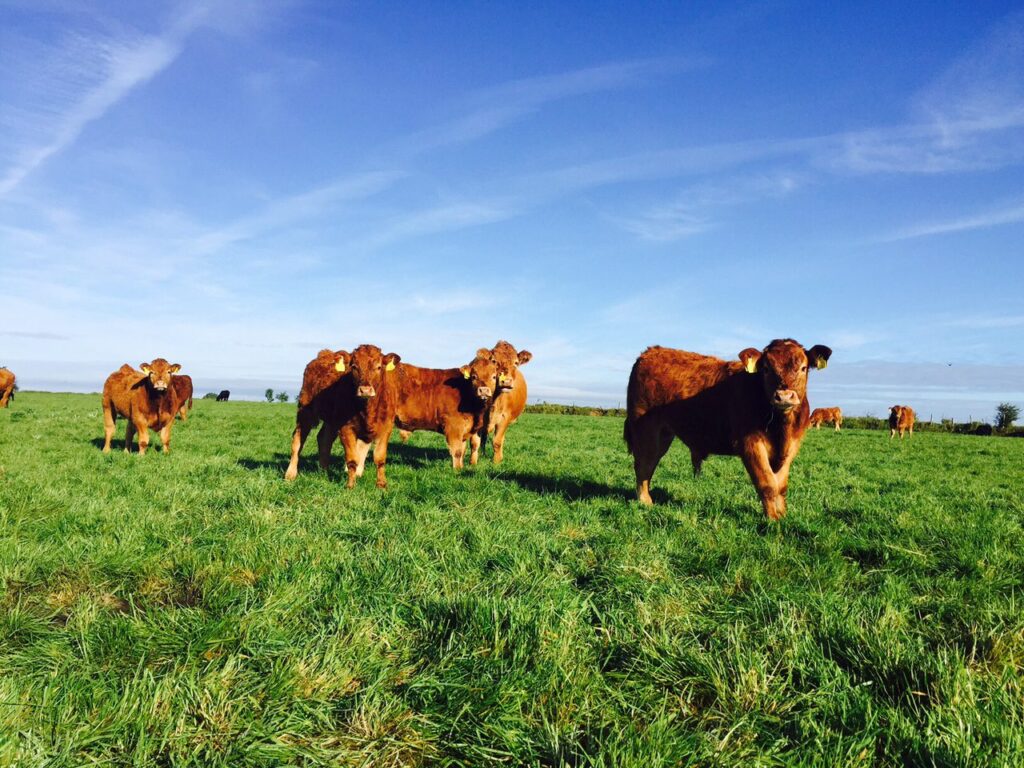 Suckler calf registrations down 108,460 since 2017 2 suckler calf registrations down 108460 since 2017 1