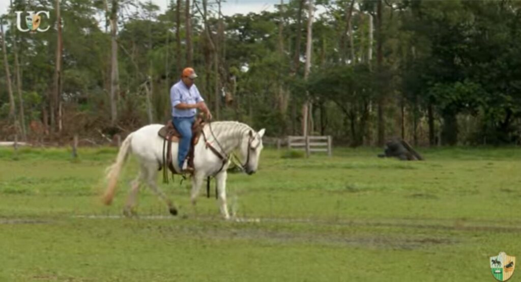 TV UC explica como fazer o cavalo agir com naturalidade em situações desconhecidas 2 tv uc explica como fazer o cavalo agir com naturalidade em situacoes desconhecidas
