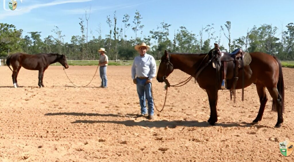 TV UC mostra trabalho de guias em potros 2 TV UC mostra trabalho de guias em potros