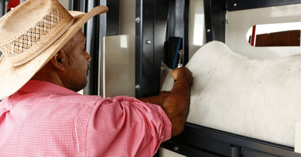 vacinacao contra febre aftosa no para e prorrogada ate o dia 30 de junho