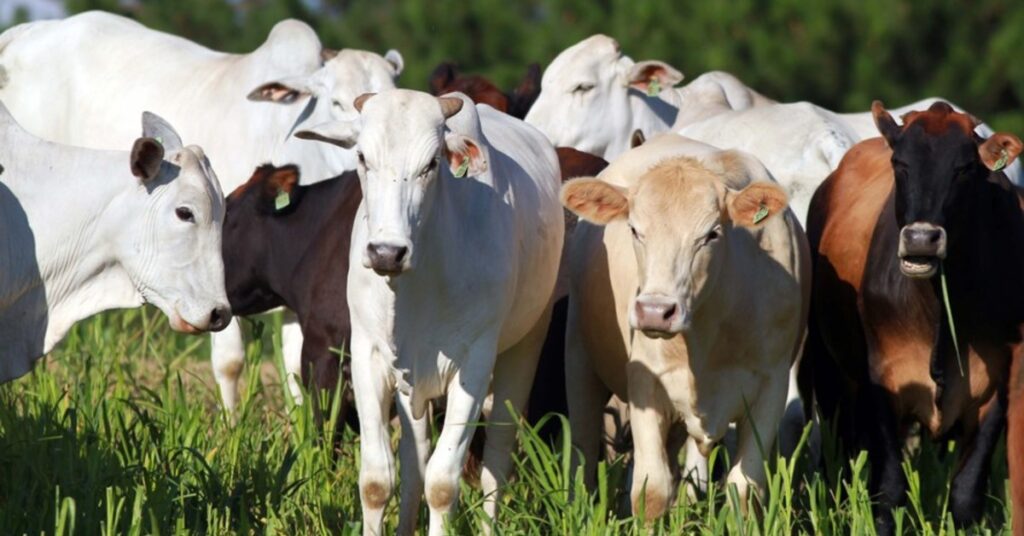 valor bruto da producao agropecuaria do parana sobe 6 em 2022 para r 191 bi portal dbo