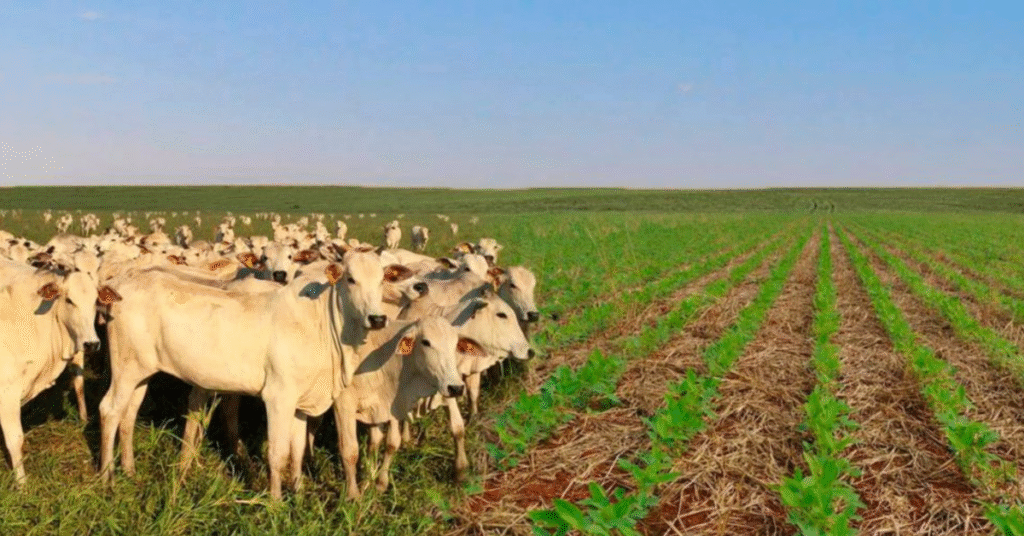 valor bruto da producao agropecuaria em 2023 e estimado em r 1179 trilhao portal dbo