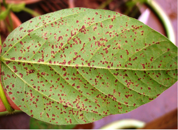 vazio sanitario da soja comeca em junho 1