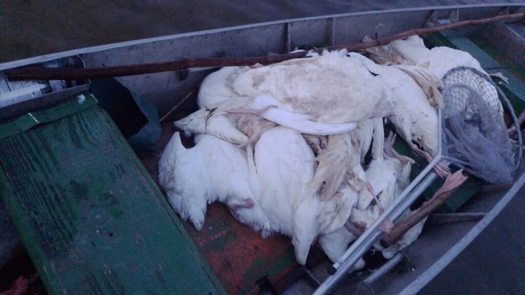 RS: 'Era questão de tempo, mas estamos preparados', diz Secretaria da Agricultura sobre gripe aviária