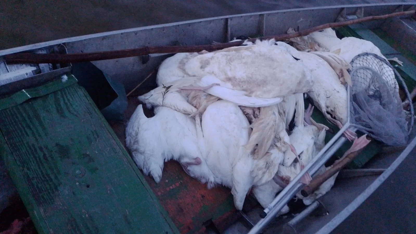 RS: 'Era questão de tempo, mas estamos preparados', diz Secretaria da Agricultura sobre gripe aviária