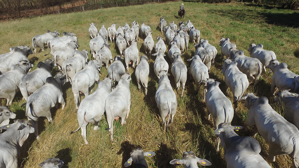 500 reprodutores de alto padrão genético serão oferecidos no 25º Megaleilão Nelore CFM.