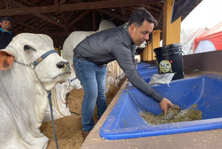 A falta de tratamento e prevencao da mastite bovina pode