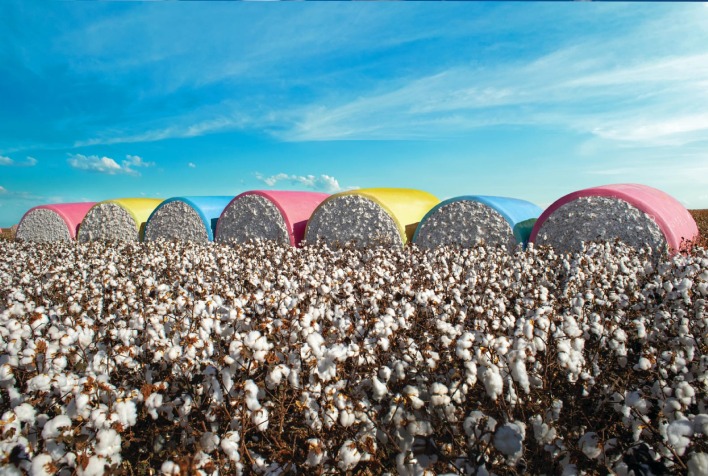 Avanco da colheita de algodao em Mato Grosso atinge 11