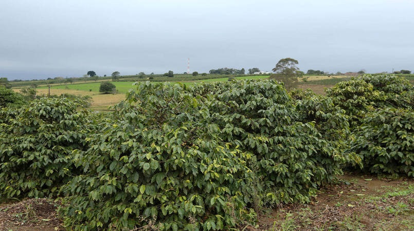 Clima beneficia lavouras de cafe e trabalhos avancam no campo