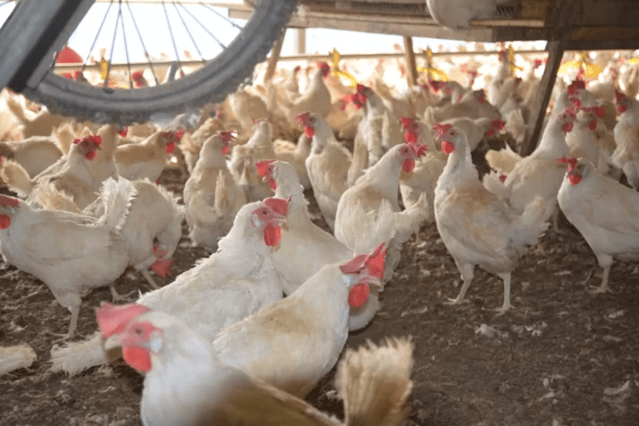 Consequencias da gripe aviaria em Santa Catarina os efeitos nas