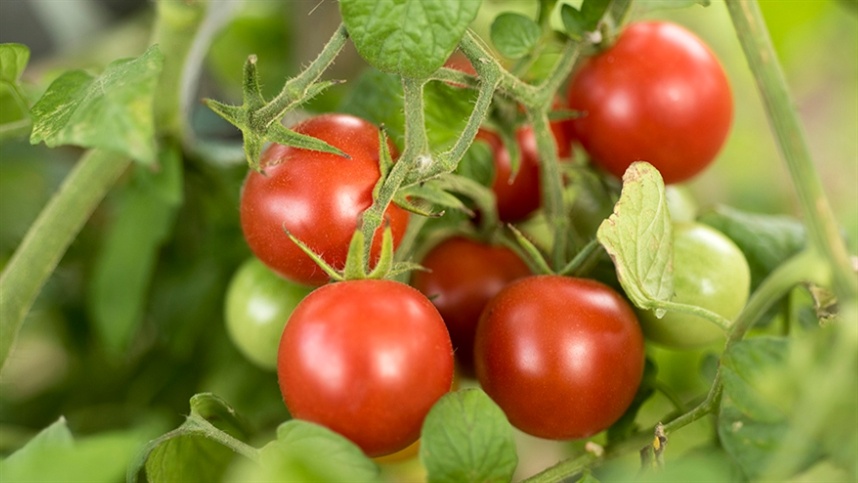 Controle das pragas do tomateiro