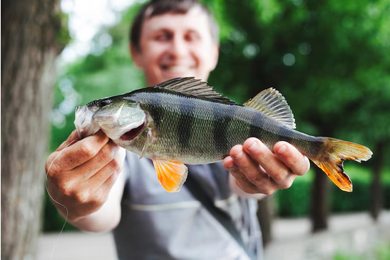 cursos Senar, peixe