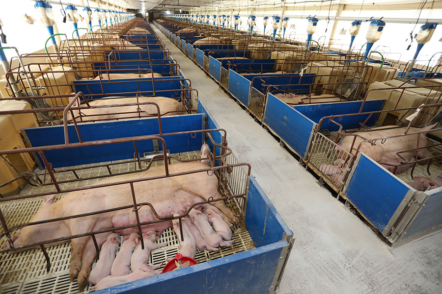 Em cinco anos producao de carne suina do MS tem