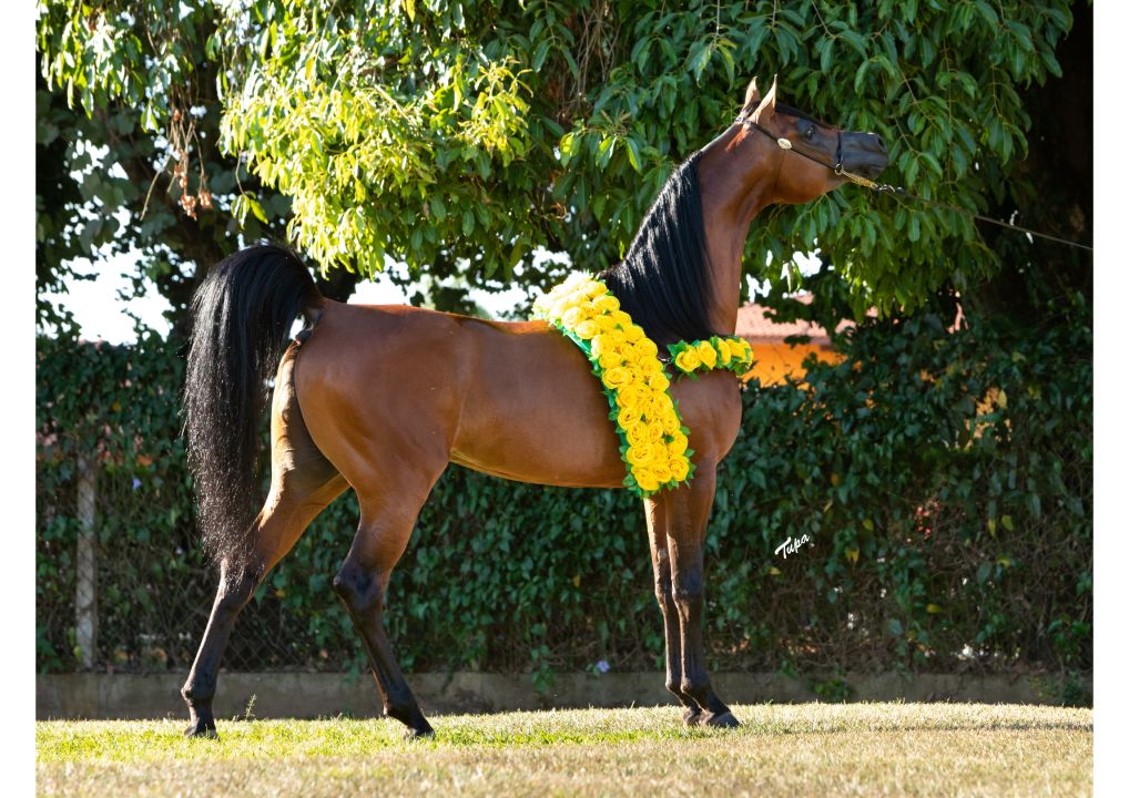 Haras Cruzeiro celebra 40 anos com leilão especial durante a 42ª Exposição do Cavalo Árabe