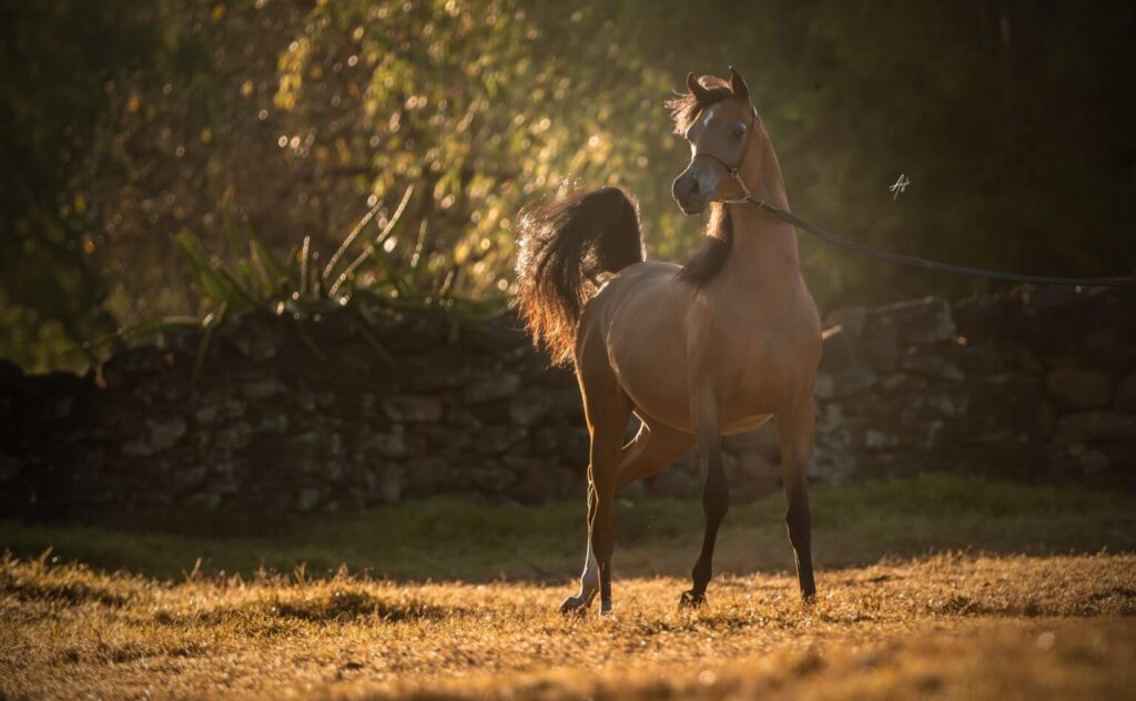 Haras Cruzeiro celebra 40 anos de criação com leilão especial durante a 42ª Exposição Nacional do Cavalo Árabe Remate reúne animais diferenciados, de excelentes pedigrees