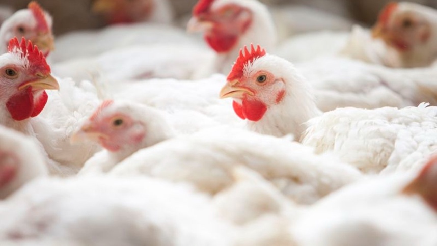 MG institui comite extraordinario contra a gripe aviaria