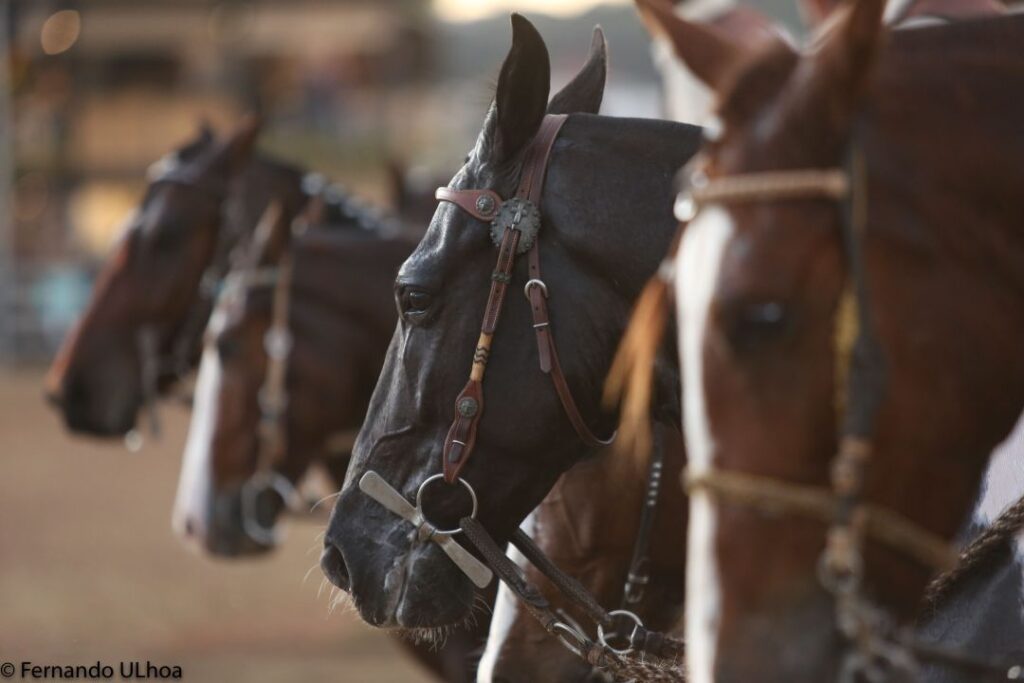 Nacional do Cavalo Mangalarga Marchador e palco de palestras provas