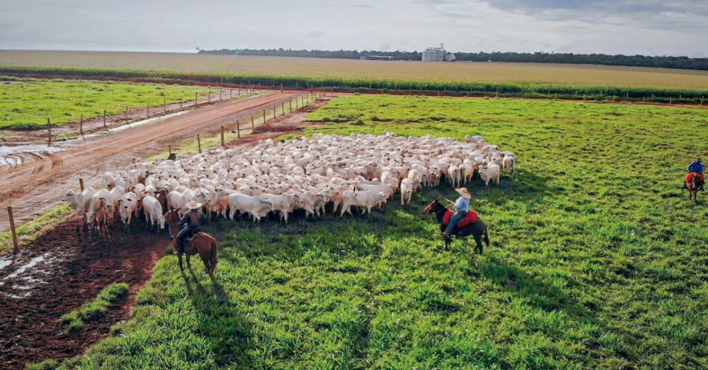 OUCA Dia do Pecuarista celebracao da tecnologia e produtividade