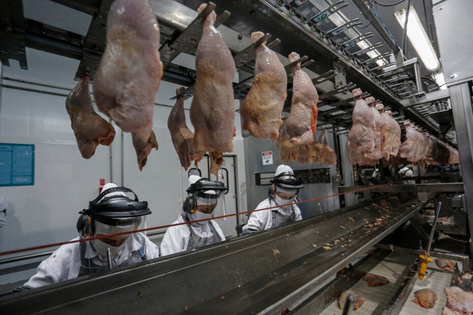 Parana declara estado de emergencia zoossanitaria devido a gripe aviaria