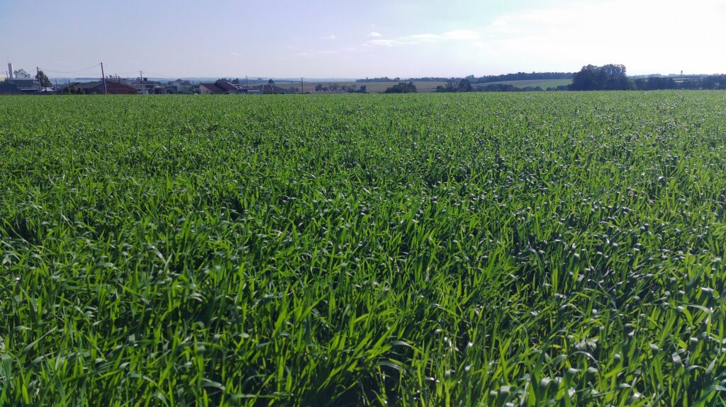 Plantio de trigo no Rio Grande do Sul esta quase