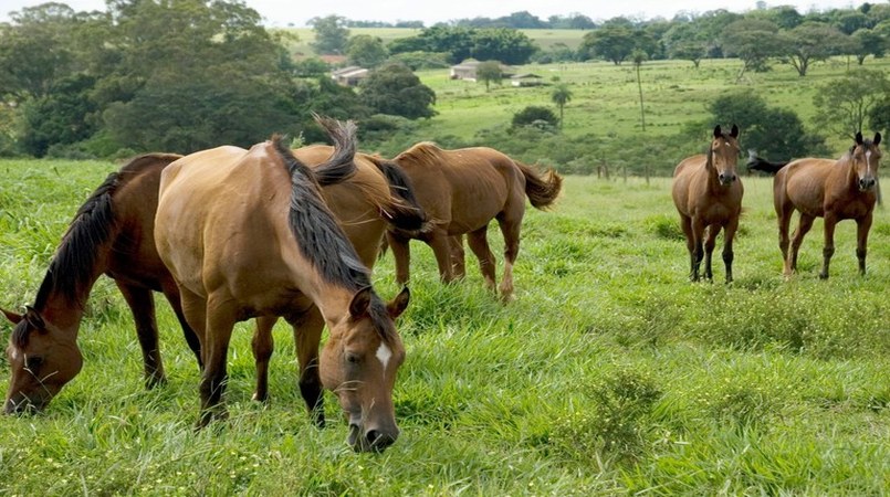 Publicada nova legislacao para prevencao controle e erradicacao do mormo