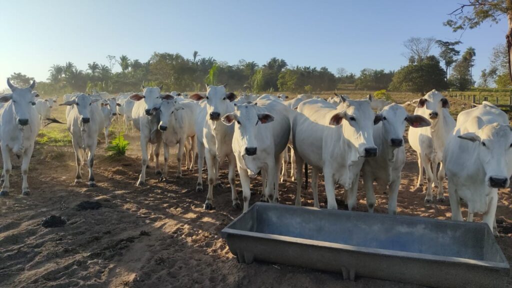 Redução de 14,86% no custo operacional efetivo para recria e engorda em Mato Grosso.