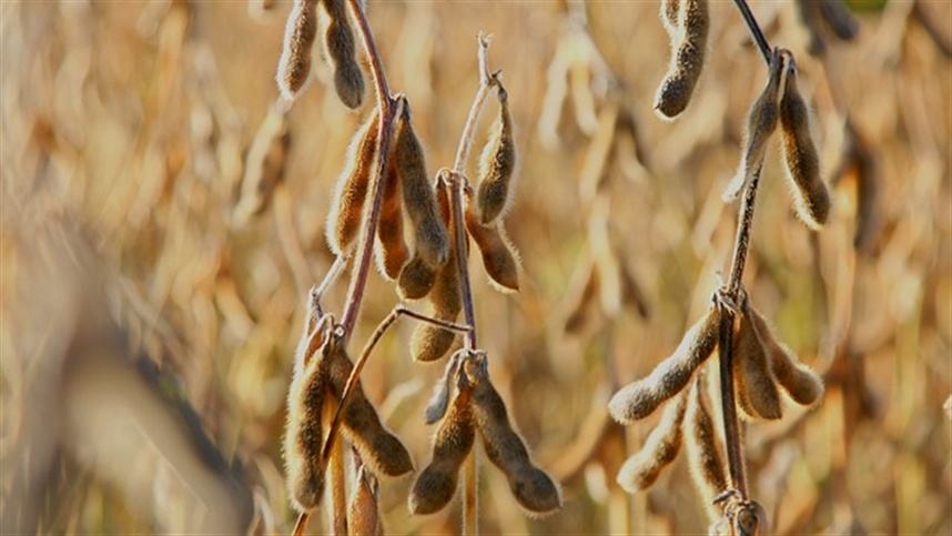 USDA revisa a producao de soja argentina