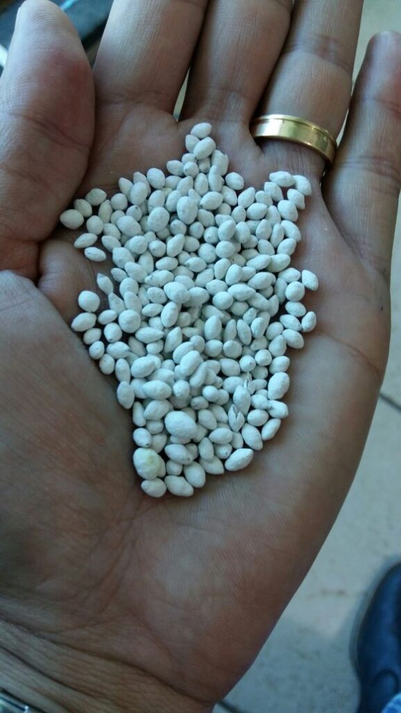 A importância da escolha da melhor semente forrageira na reforma de pastagens degradadas – boiapasto.com.br: websérie Reformar é necessário