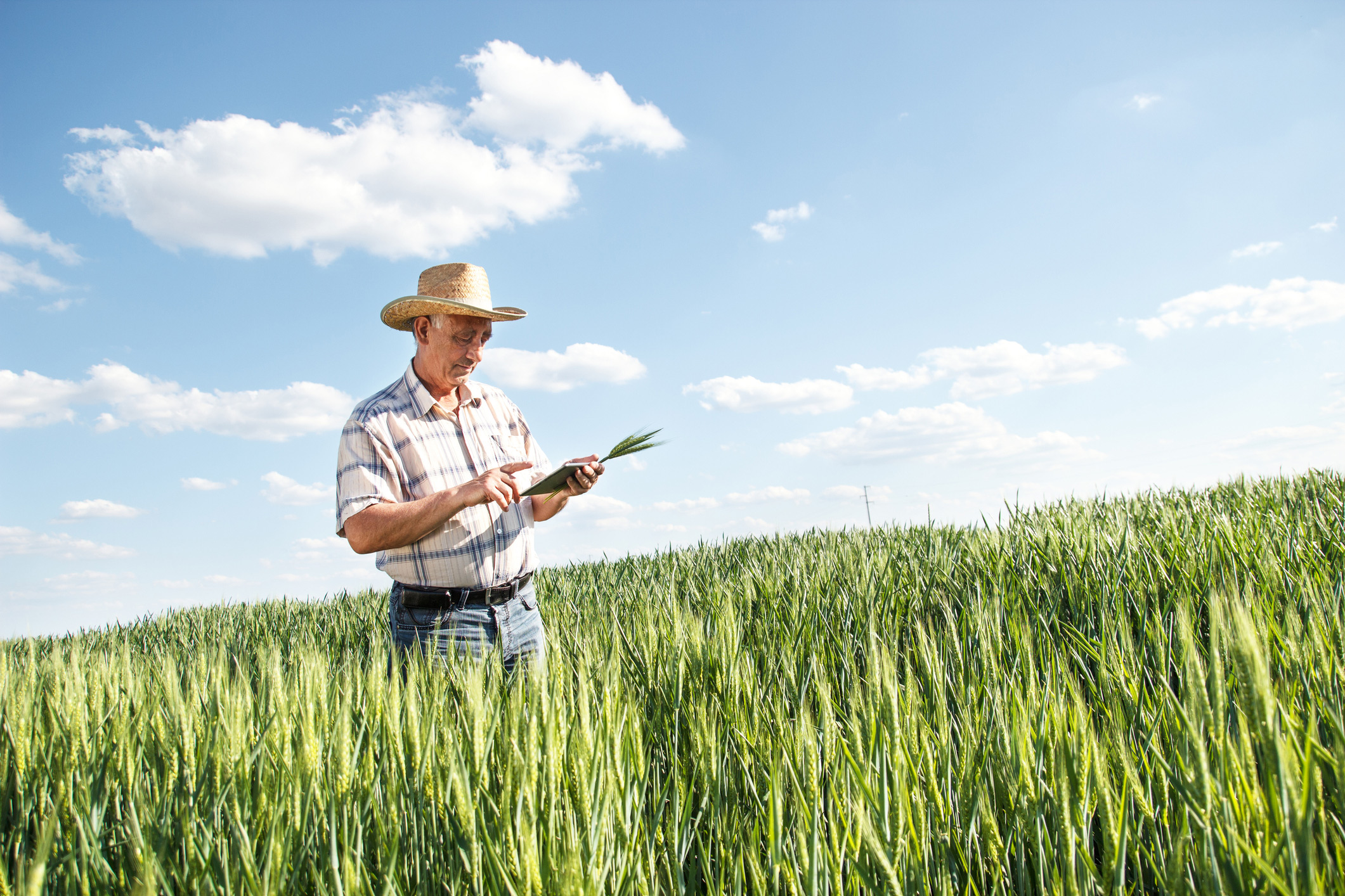 a importancia da rastreabilidade na seguranca alimentar e os beneficios associados