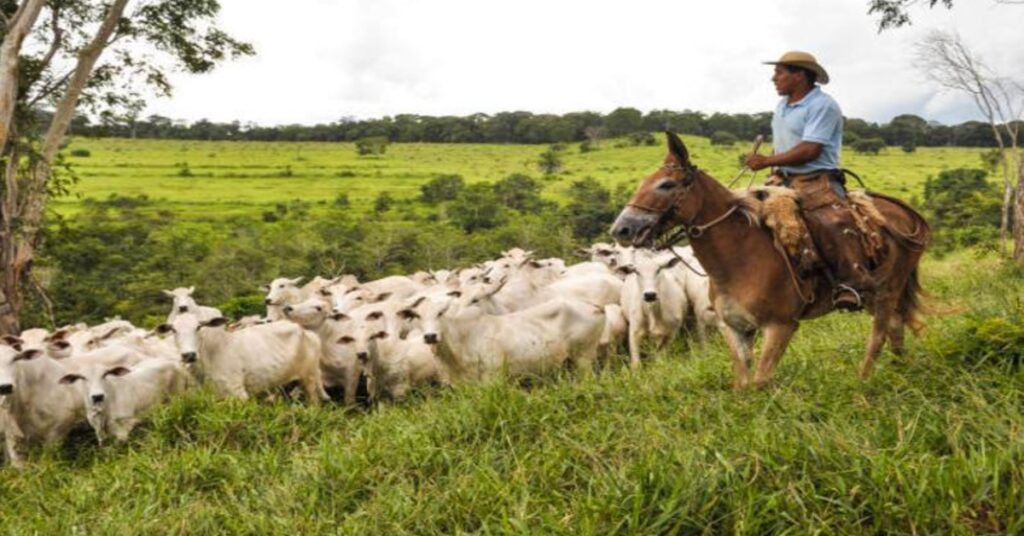 abertura do 2o semestre aponta quadro mais otimista aos pecuaristas