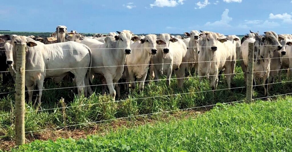 Aos poucos, viés de alta do boi gordo vai se consolidando nas praças pecuárias brasileiras • Portal DBO 2 aos poucos vies de alta do boi gordo vai se consolidando nas pracas pecuarias brasileiras portal dbo 1