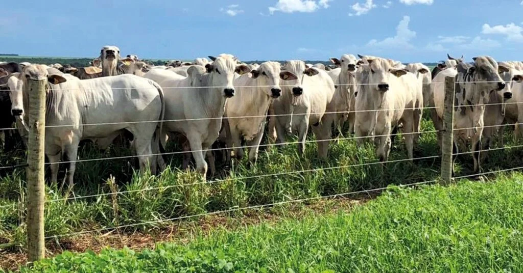 Carne bovina brasileira em alta! 2 aos poucos vies de alta do boi gordo vai se consolidando nas pracas pecuarias brasileiras portal dbo 1