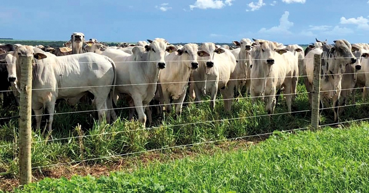 aos poucos vies de alta do boi gordo vai se consolidando nas pracas pecuarias brasileiras portal dbo 1