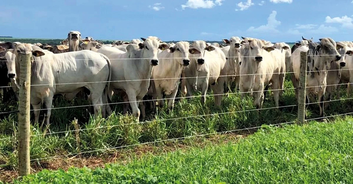 Carne bovina brasileira em alta!