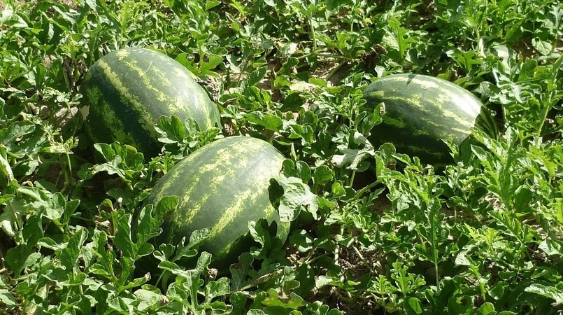 apesar de precos em queda rentabilidade da melancia em go fecha positiva em junho